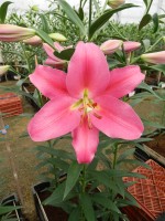 [5142 Ofuna 18 ST No01.JPG]